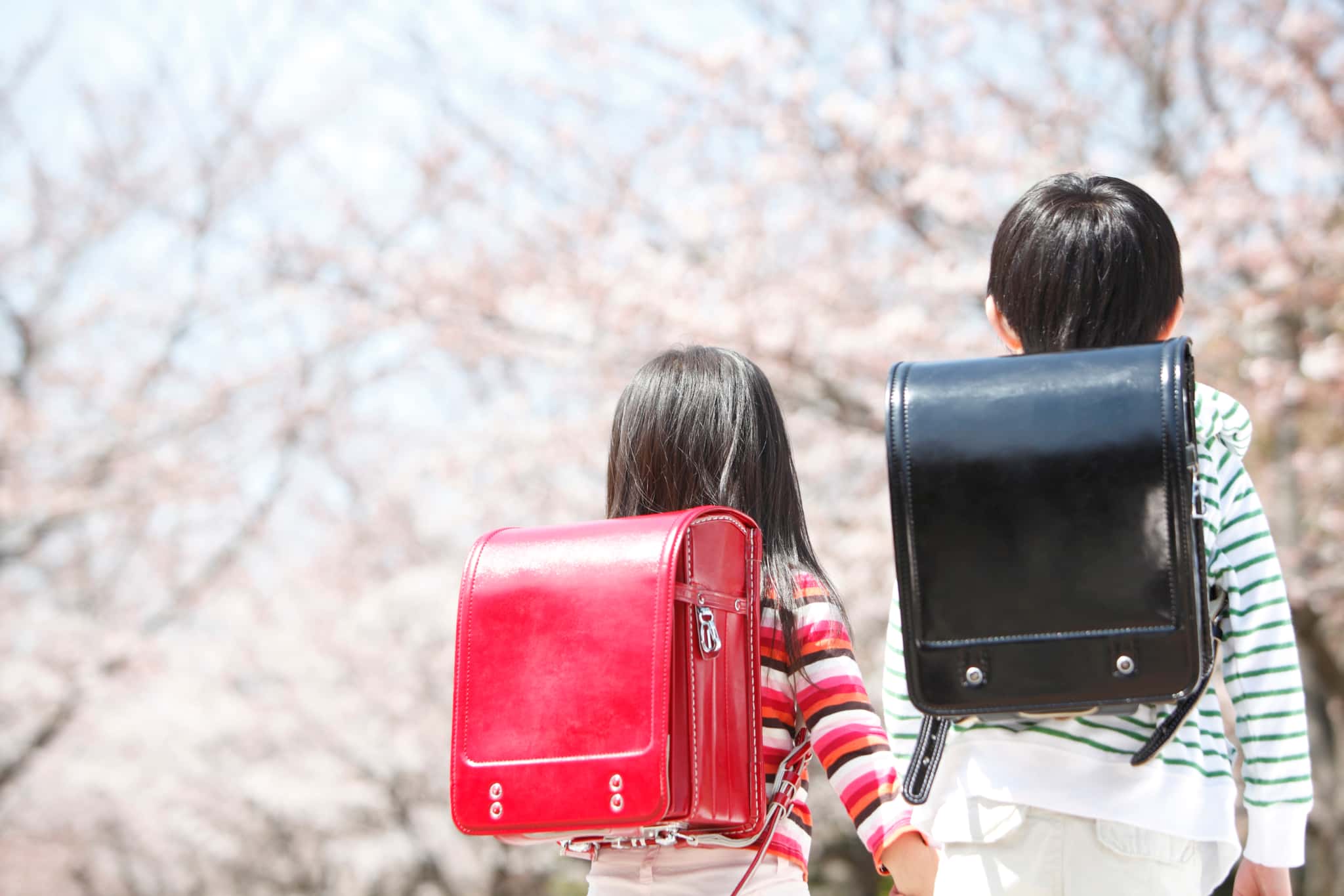 桜を見ながら登校している歯が生え変わる年齢の小学生の子ども達